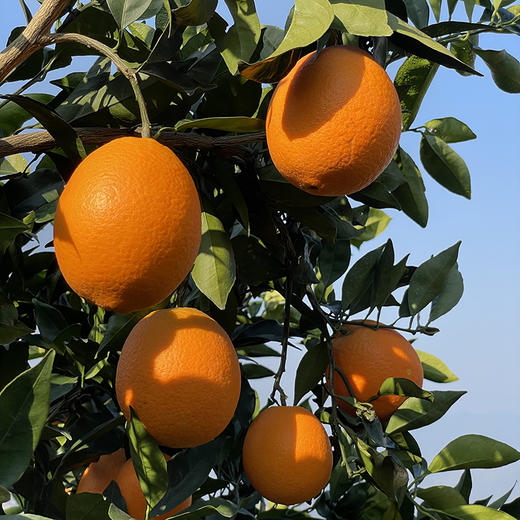 奉节【脐橙】鲜嫩香甜 口感果冻般软滑 汁水丰沛 现摘现发！ 商品图3