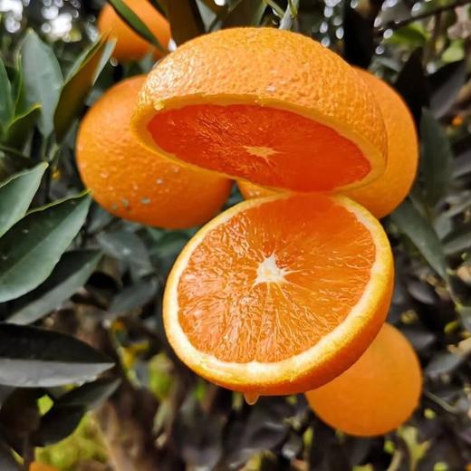奉节【脐橙】鲜嫩香甜 口感果冻般软滑 汁水丰沛 现摘现发！ 商品图0