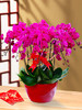 新春化蝶-----蝴蝶兰盆栽四选一含配送 商品缩略图0