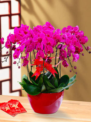 新春化蝶-----蝴蝶兰盆栽四选一含配送 商品图0