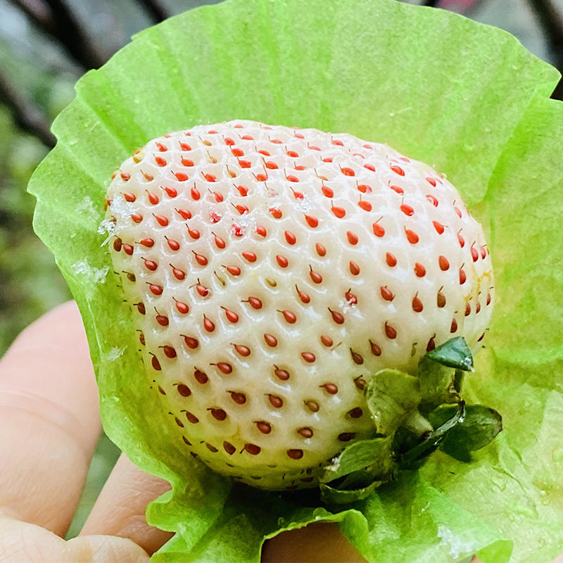 淡雪草莓 | 早春的绝味(1斤装/礼盒装)