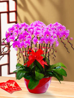 新春化蝶-----蝴蝶兰盆栽四选一含配送 商品图2
