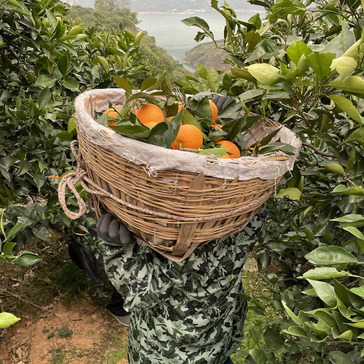 奉节【脐橙】鲜嫩香甜 口感果冻般软滑 汁水丰沛 现摘现发！ 商品图4