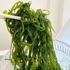 【限时抢购】爱心压缩海带丝懒人食品 商品缩略图1