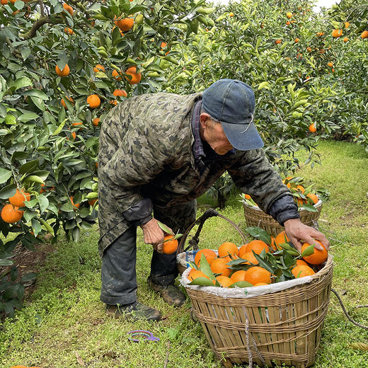 奉节【脐橙】鲜嫩香甜 口感果冻般软滑 汁水丰沛 现摘现发！ 商品图2