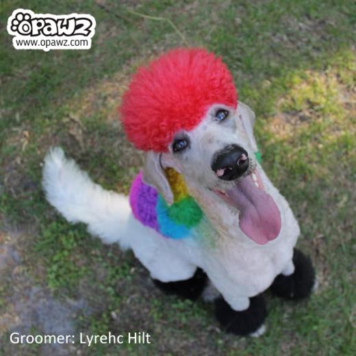 半持久宠物染色剂-草莓红Strawberry Red OPAWZ小爪印 商品图9