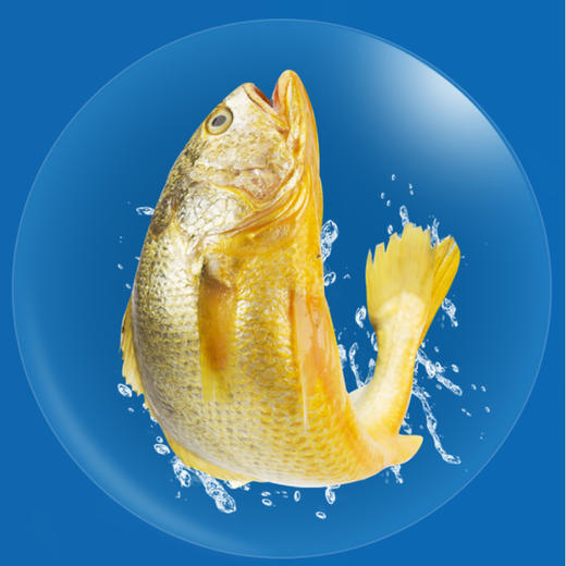 味尔佳  生态黄花鱼600-700g/条 商品图3