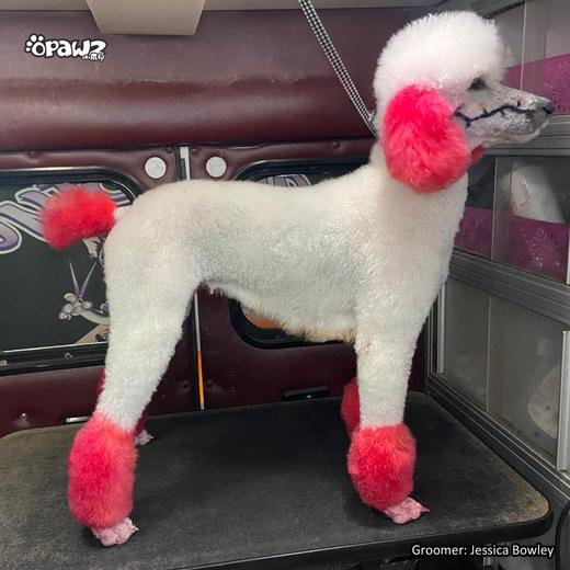 半持久宠物染色剂-草莓红Strawberry Red OPAWZ小爪印 商品图8