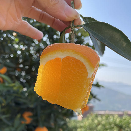 奉节【脐橙】鲜嫩香甜 口感果冻般软滑 汁水丰沛 现摘现发！ 商品图1