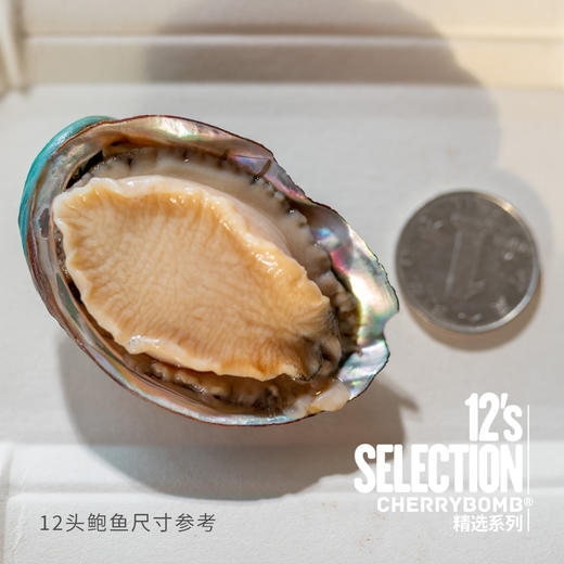 活冻青岛鲍鱼 8头/10头/12头 2斤装 顺丰快递 商品图11
