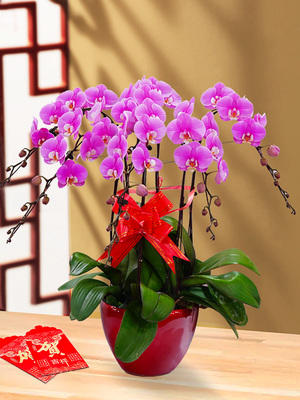 新春化蝶-----蝴蝶兰盆栽四选一含配送 商品图3