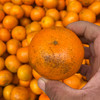 特惠活动『武鸣沃柑丑果8斤』现摘现发，香甜水润，颗粒饱满，表皮多花斑 商品缩略图12