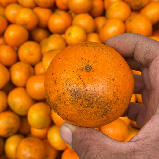 特惠活动『武鸣沃柑丑果8斤』现摘现发，香甜水润，颗粒饱满，表皮多花斑 商品图12