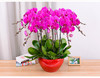 新春化蝶-----蝴蝶兰盆栽四选一含配送 商品缩略图1