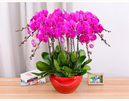 新春化蝶-----蝴蝶兰盆栽四选一含配送 商品图1