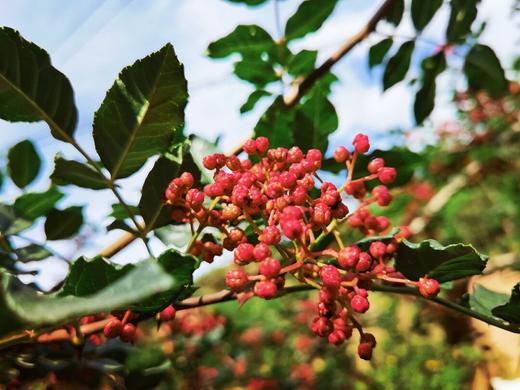 【富氧慢品】精品花椒250克*/袋 商品图3