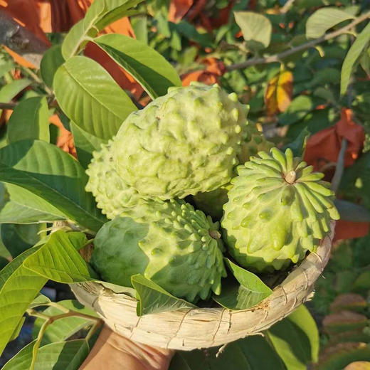 攀枝花【凤梨释迦果】纯甜清香，细腻软糯，冰淇淋口感，堪称“水果王后”！【京东/顺丰发货】 商品图1