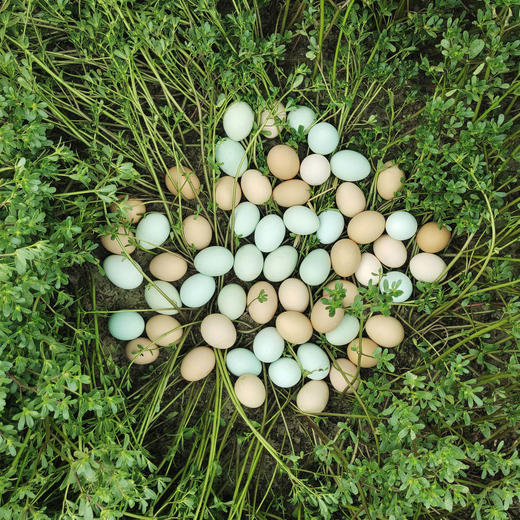 临泉农户散养初生土鸡蛋小鸡蛋初产蛋新鲜适合老人孩子 商品图6