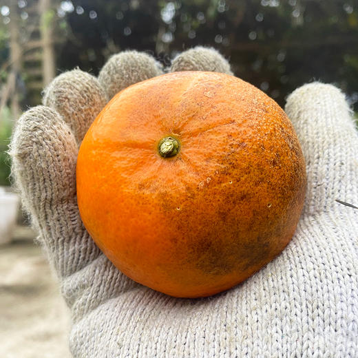 特惠活动『武鸣沃柑丑果8斤』现摘现发，香甜水润，颗粒饱满，表皮多花斑 商品图11