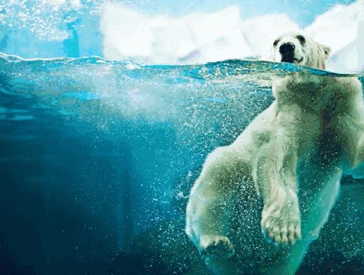 元旦特惠🔥【成都极地海洋公园】99元起，畅玩海洋公园！和白鲸、海豚、企鹅等一起过假期，邂逅9W+极地海洋动物、畅玩海底世界！ 商品图3