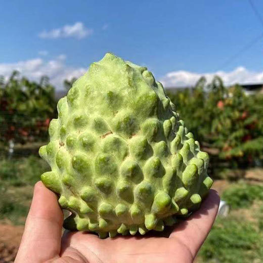 攀枝花【凤梨释迦果】纯甜清香，细腻软糯，冰淇淋口感，堪称“水果王后”！【京东/顺丰发货】 商品图5