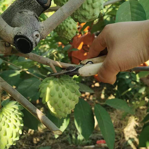 攀枝花【凤梨释迦果】纯甜清香，细腻软糯，冰淇淋口感，堪称“水果王后”！【京东/顺丰发货】 商品图7