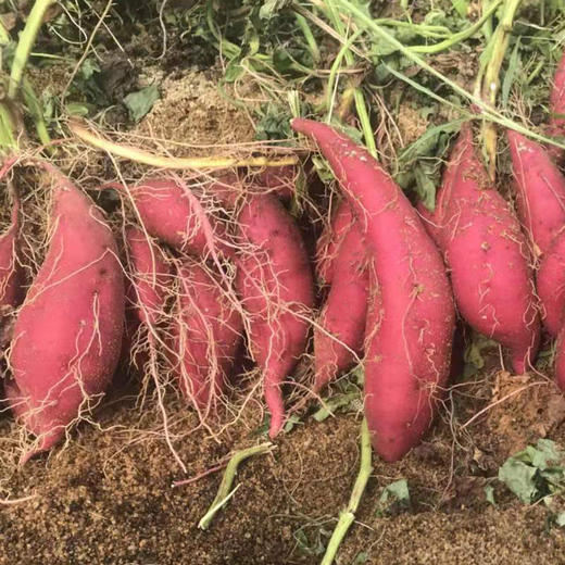 海南小香薯 商品图4