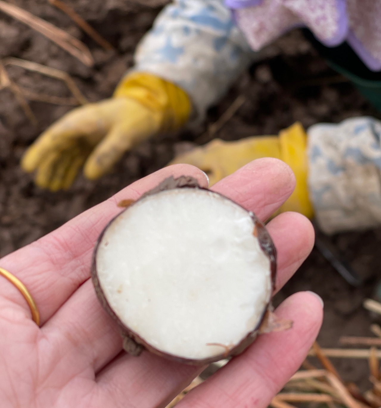 新鲜现挖马蹄荸荠大果地梨即食农家特产蔬菜包邮