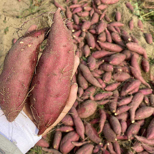 海南小香薯 商品图5