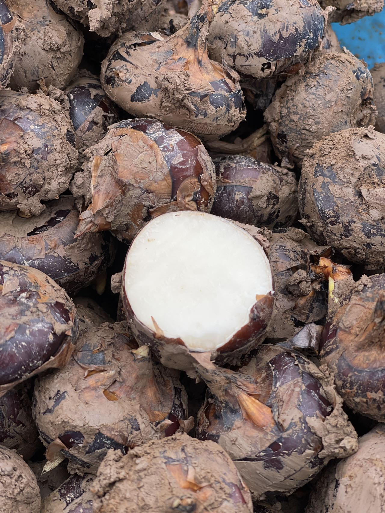 新鲜现挖马蹄荸荠大果地梨即食农家特产蔬菜包邮