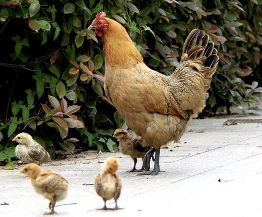 散养老母鸡 商品图0