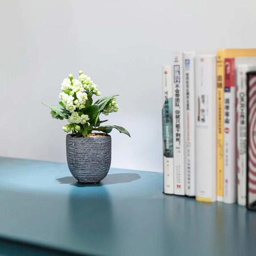 植物补种 商品图0