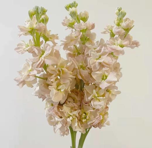 jc基地ss紫罗兰a级香槟色3