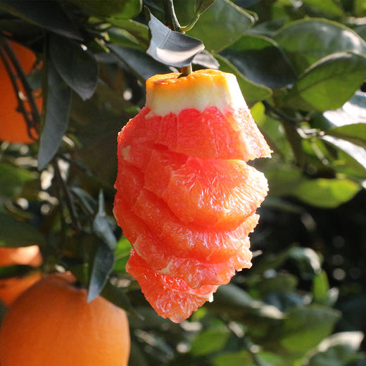 中华红橙 橙香馥郁 4.5斤/9斤大果彩箱装  A-5851 商品图5