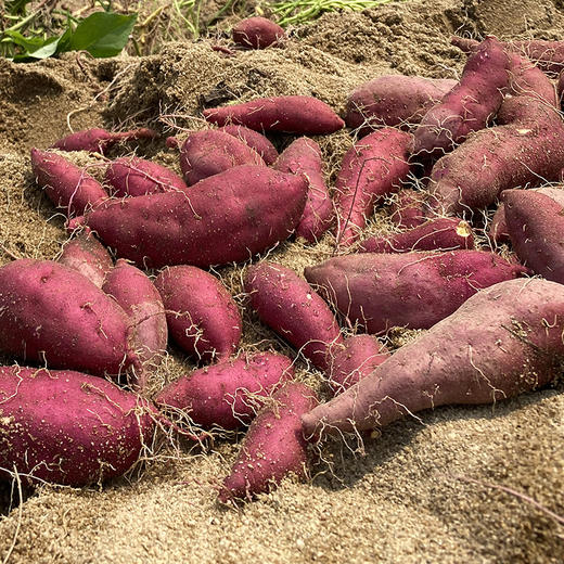 海南小香薯 商品图3