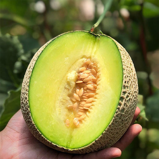 海南玫珑蜜瓜 5.5斤（2粒） 商品图5