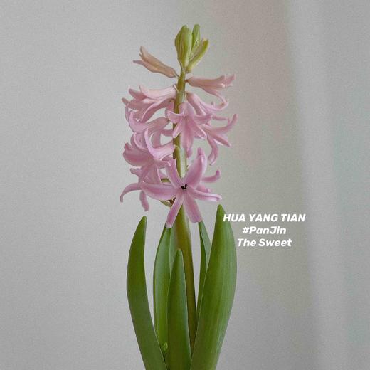 幸福使者  风信子 · 瓶花
颜色盲盒 商品图1