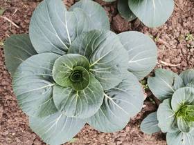 【苏州】新鲜蔬菜福利团 大青菜1.8元2斤