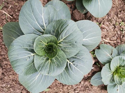 【苏州】新鲜蔬菜福利团 大青菜1.8元2斤 商品图0