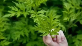  用艾草做毛巾，抗菌98%，国际A类标准，让皮肤越用越美 