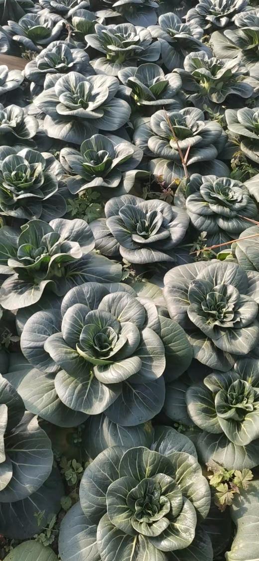 【苏州】新鲜蔬菜福利团 大青菜1.8元2斤 商品图2