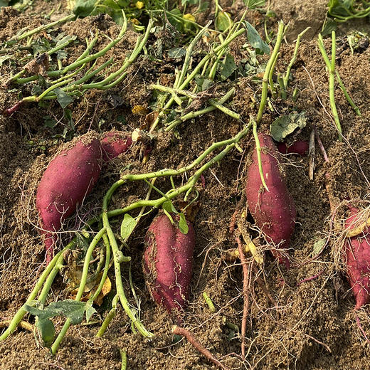 海南小香薯 商品图1