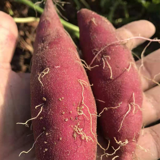 海南小香薯 商品图0