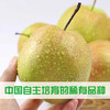 隰县玉露香梨4.5斤/5斤/8斤 商品缩略图0
