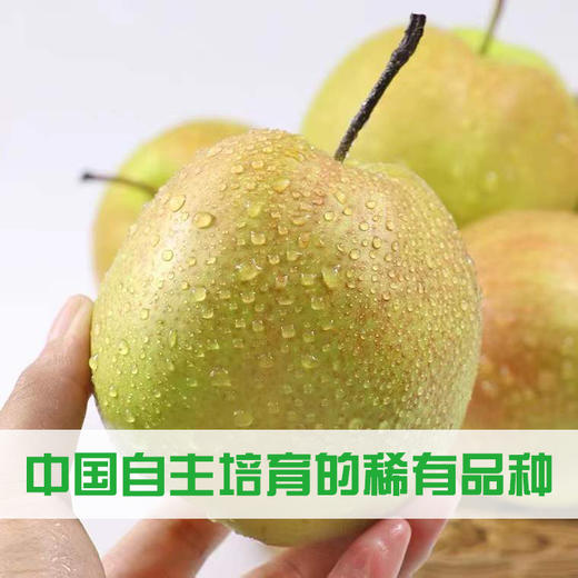 隰县玉露香梨4.5斤/5斤/8斤 商品图0