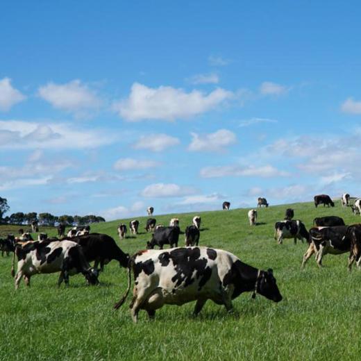 珍澳高钙全脂/脱脂成人奶粉卡扣装*1kg 商品图2