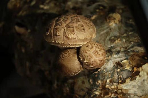 【精选】生态鲜花菇（250g) 商品图2