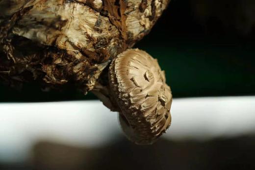 【精选】生态鲜花菇（250g) 商品图4