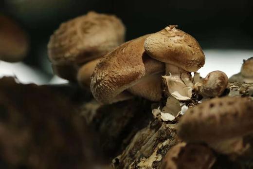 【精选】生态鲜花菇（250g) 商品图3