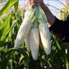 【玉米的天花板】高叶酸玉米中国农科院8年研发非转基因0农残【三甜一糯】你要的玉米口感都有 商品缩略图3